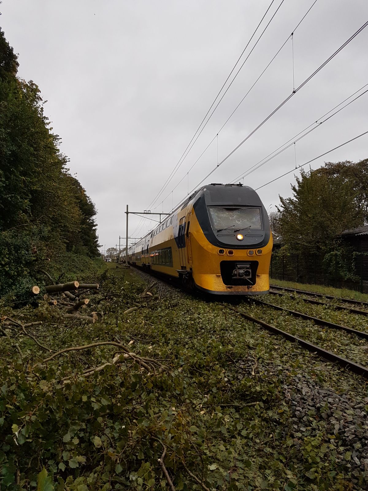 Afbeelding met afgezaagde bomen